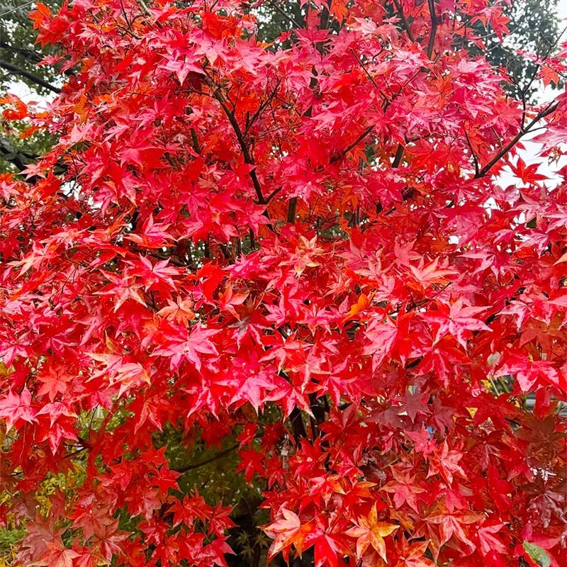 46Pcs Red Maple Seeds for Planting Outdoors Heirloom Maple Tree Seeds