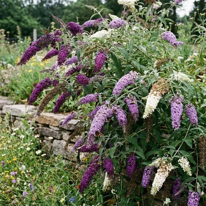300 Butterfly Bush Seeds - Fragrant Mixed Flower Seeds for Planting - Attracts Pollinators, Butterflies, and Hummingbirds - Perennial Summer Seeds for Home Garden Landscape