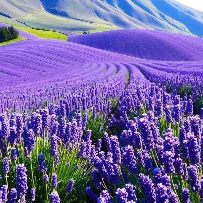 1000Pcs Lavender Seeds - Perennial Herb, Non-GMO Heirloom Seeds for Planting, Fragrant Purple Flowers for Garden
