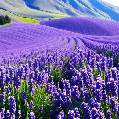 1000Pcs Lavender Seeds - Perennial Herb, Non-GMO Heirloom Seeds for Planting, Fragrant Purple Flowers for Garden
