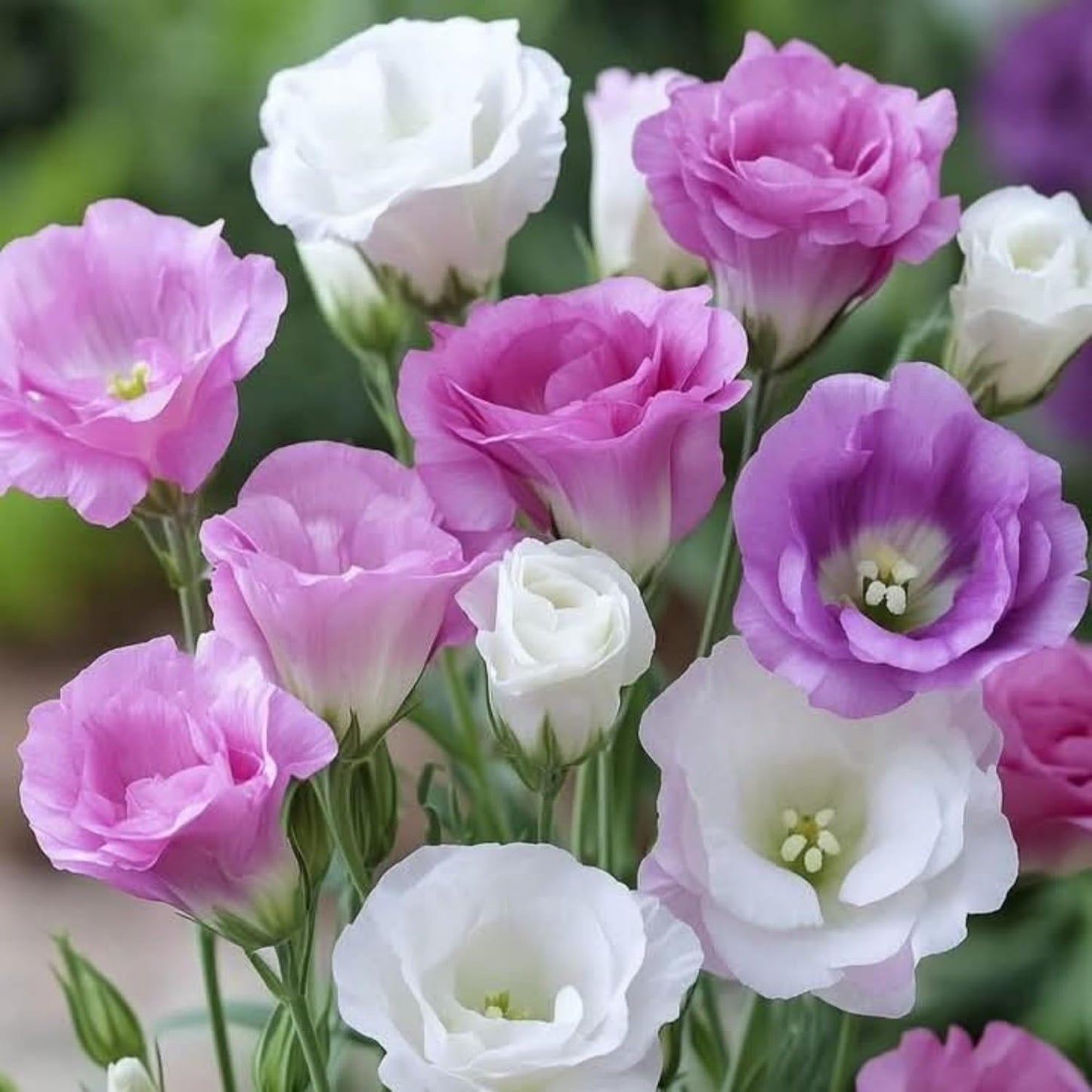 89Pcs Mix Lisianthus Flower Seeds for Planting - Annual Lisianthus Non-GMO Flower Seeds Perennial Cut Flower Plant Garden Home Ornamental Flower