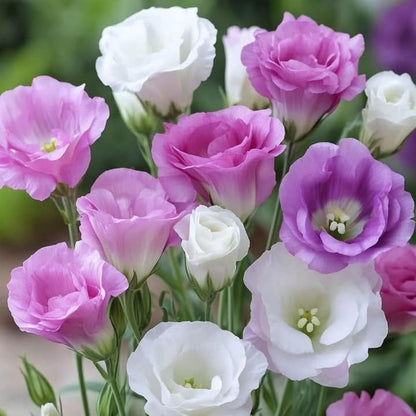 89Pcs Mix Lisianthus Flower Seeds for Planting - Annual Lisianthus Non-GMO Flower Seeds Perennial Cut Flower Plant Garden Home Ornamental Flower