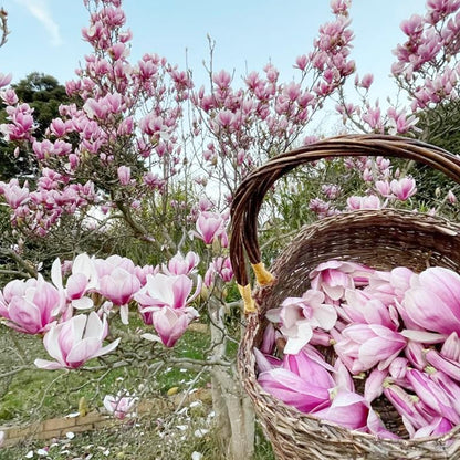 30Pcs Mix Magnolia Flower Seeds for Planting Outdoors - Non-GMO Heirloom Plant Seeds