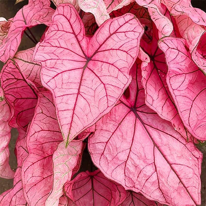 100Pcs Mix Caladium Bicolor Seeds for Planting Shade Loving, Heat Tolerant, Perfect for Containers & Indoor Decor