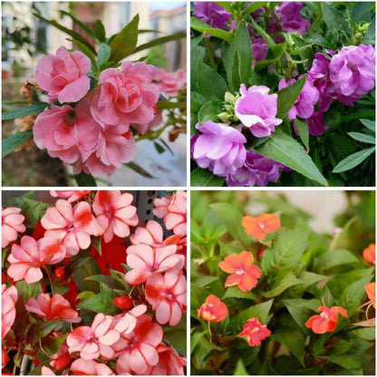 100pcs Mixed Color Impatiens Seeds, Perennial Impatiens for Ornamental Garden Potted Bonsai Indoor
