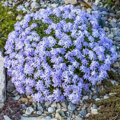 500pcs Creeping Phlox Seeds Friendly for new gardeners grow into full dense foliage mats with attractive seasonal blooming features