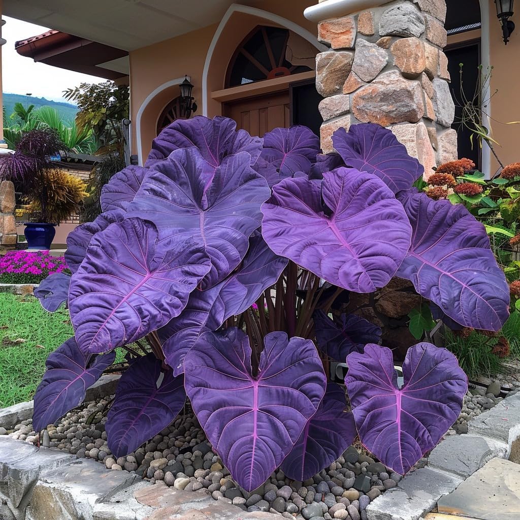 100pcs Elephant Ear Seeds Friendly for new gardeners grow into full balanced towering clump form with steady seasonal foliage renewal features