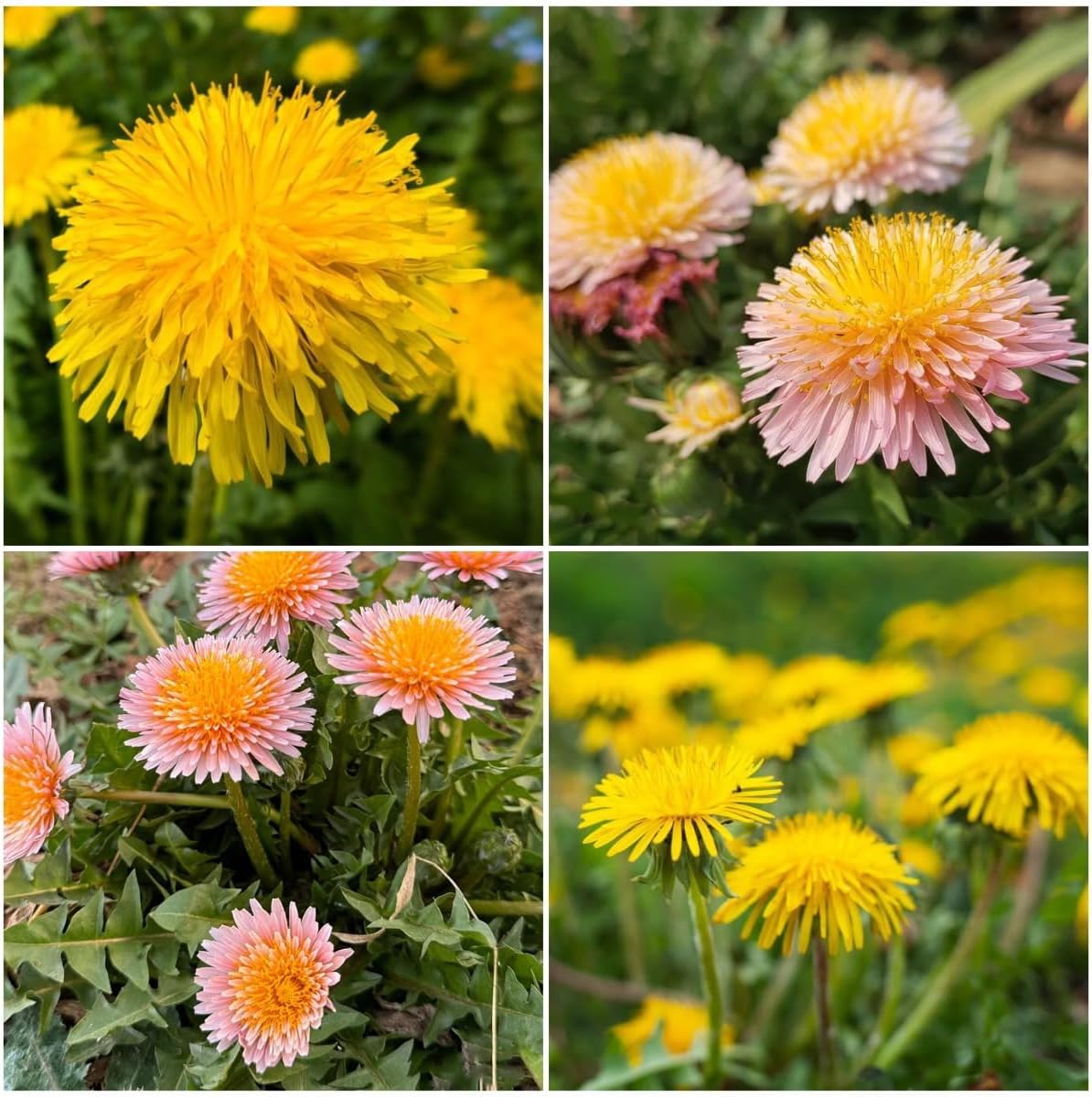 10,00pcs Dandelion Seeds for Planting – Heirloom Non-GMO  Herb Seeds for Garden, Medicinal Use, Salads and Wildlife Support