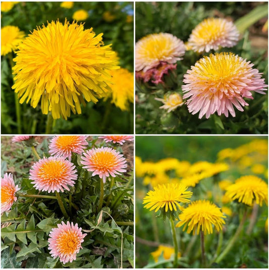 10,00pcs Dandelion Seeds for Planting – Heirloom Non-GMO  Herb Seeds for Garden, Medicinal Use, Salads and Wildlife Support