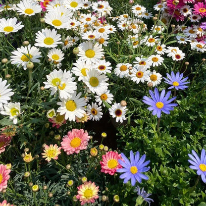 200Pcs Daisy Flower Seeds for Planting Perennial Flower Plants, Non-GMO Heirloom Seed for Outdoors Garden