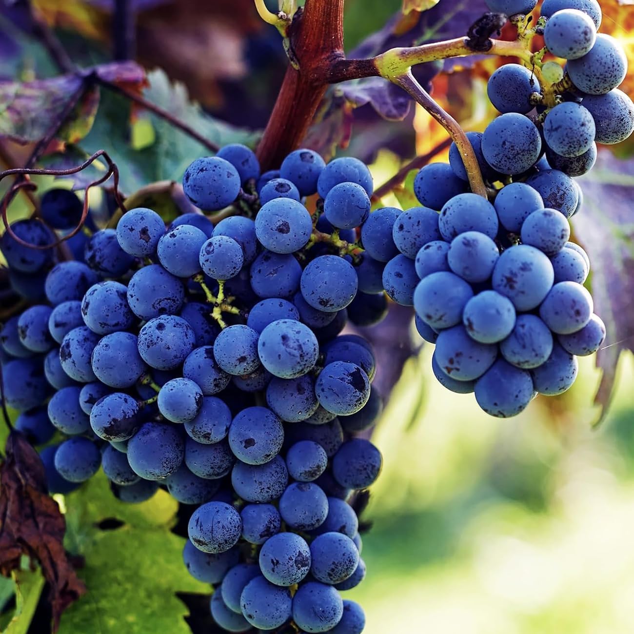 50Pcs Heirloom Purple Grape Vine Seeds for Lush Fruitful Gardens Perfect for Growing Your Own Grapes Seed for Planting