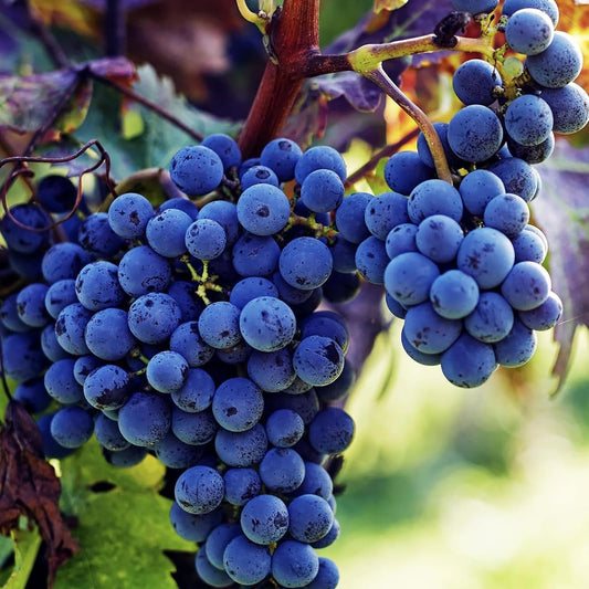 50Pcs Heirloom Purple Grape Vine Seeds for Lush Fruitful Gardens Perfect for Growing Your Own Grapes Seed for Planting