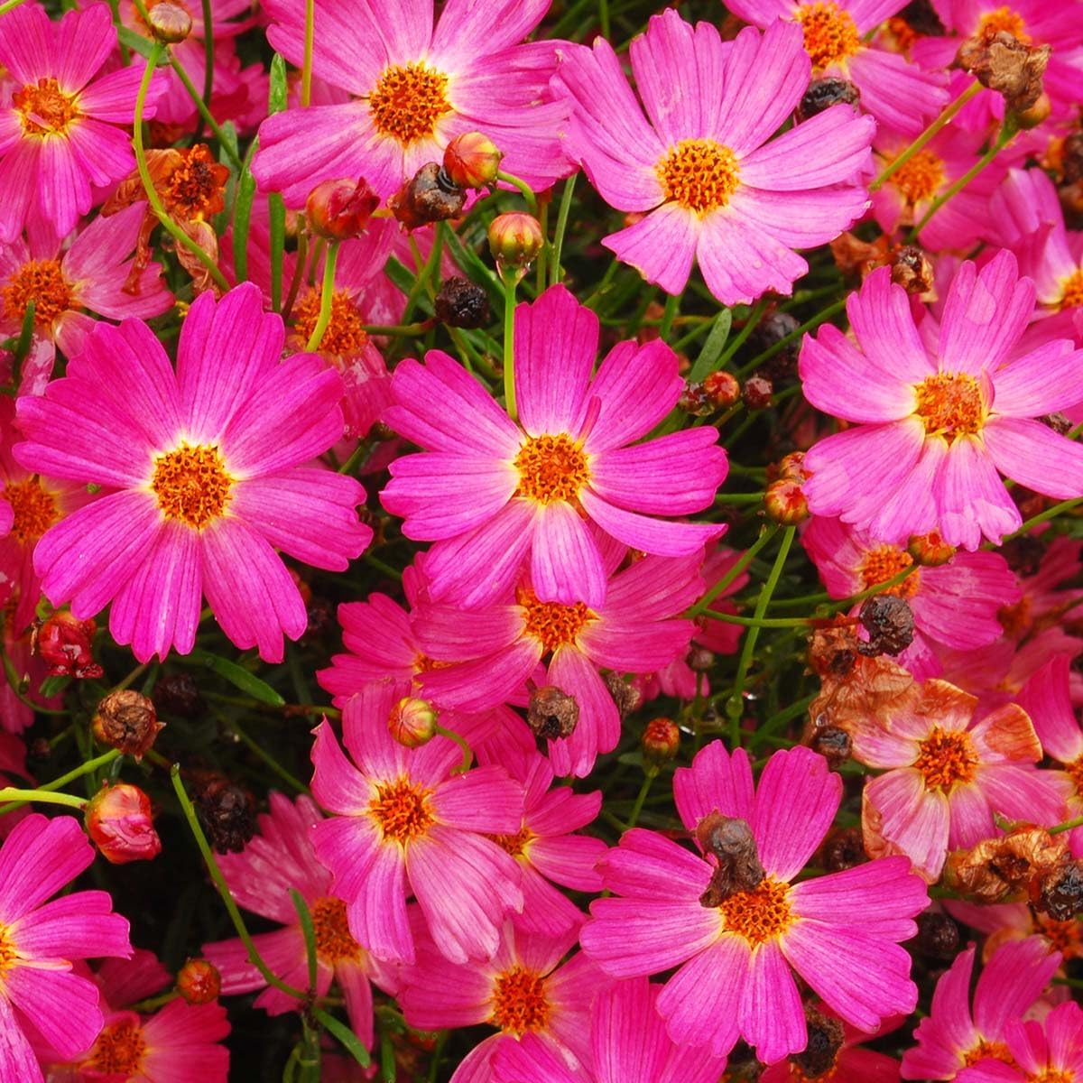 500Pcs Pink Perennial Coreopsis Flower Seeds to Plant Outdoor-Coreopsis Rosea Seed for Planting Non-GMO Heirloom