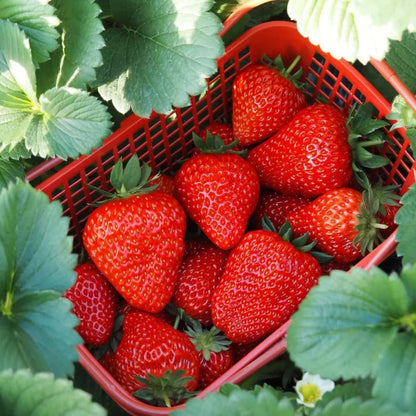 300Pcs Strawberry Seeds for Planting Heirloom Non-GMO Hardy Home Garden Extra-Sweet Fruits Plants for Outdoors