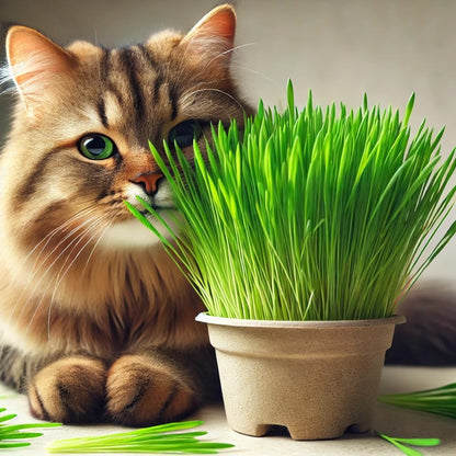 100Pcs Cat Grass Seeds Designed for planting feature upright soft foliage habit for neat indoor container arrangement and pet space matching