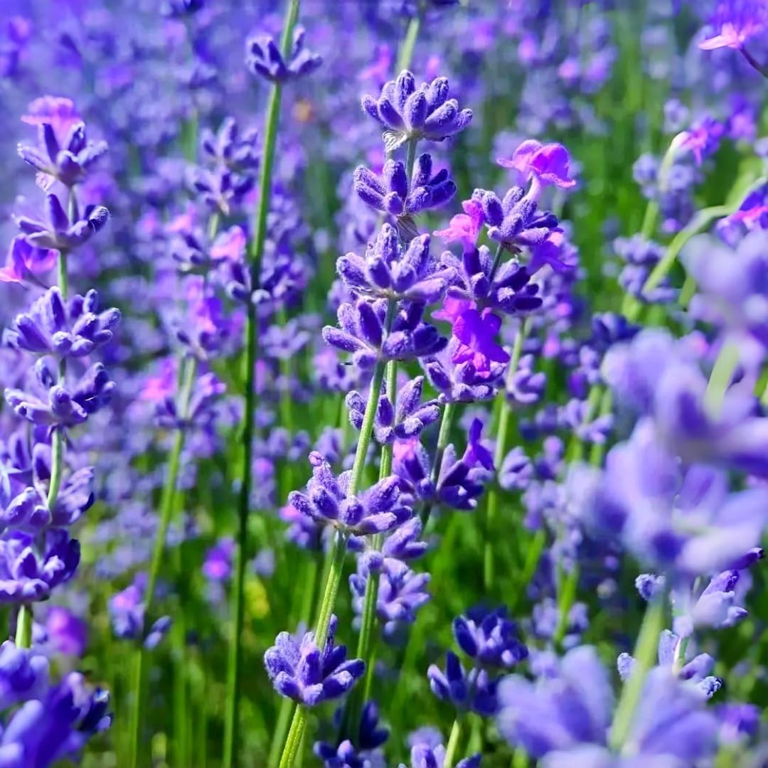 1000 PCS Lavender Flower Seeds for Planting, Fragrant Purple Lavender Seeds for Outdoor Garden