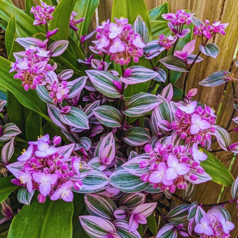 100pcs Fast Growing Vine Seeds Wandering Jew Seeds For Garden Foliage Simple To Cultivate