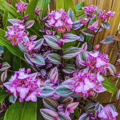 100pcs Fast Growing Vine Seeds Wandering Jew Seeds For Garden Foliage Simple To Cultivate