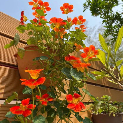 30pcs Nasturtium Seeds Friendly for new gardeners grow into full sprawling clumps with prolonged seasonal blooming features