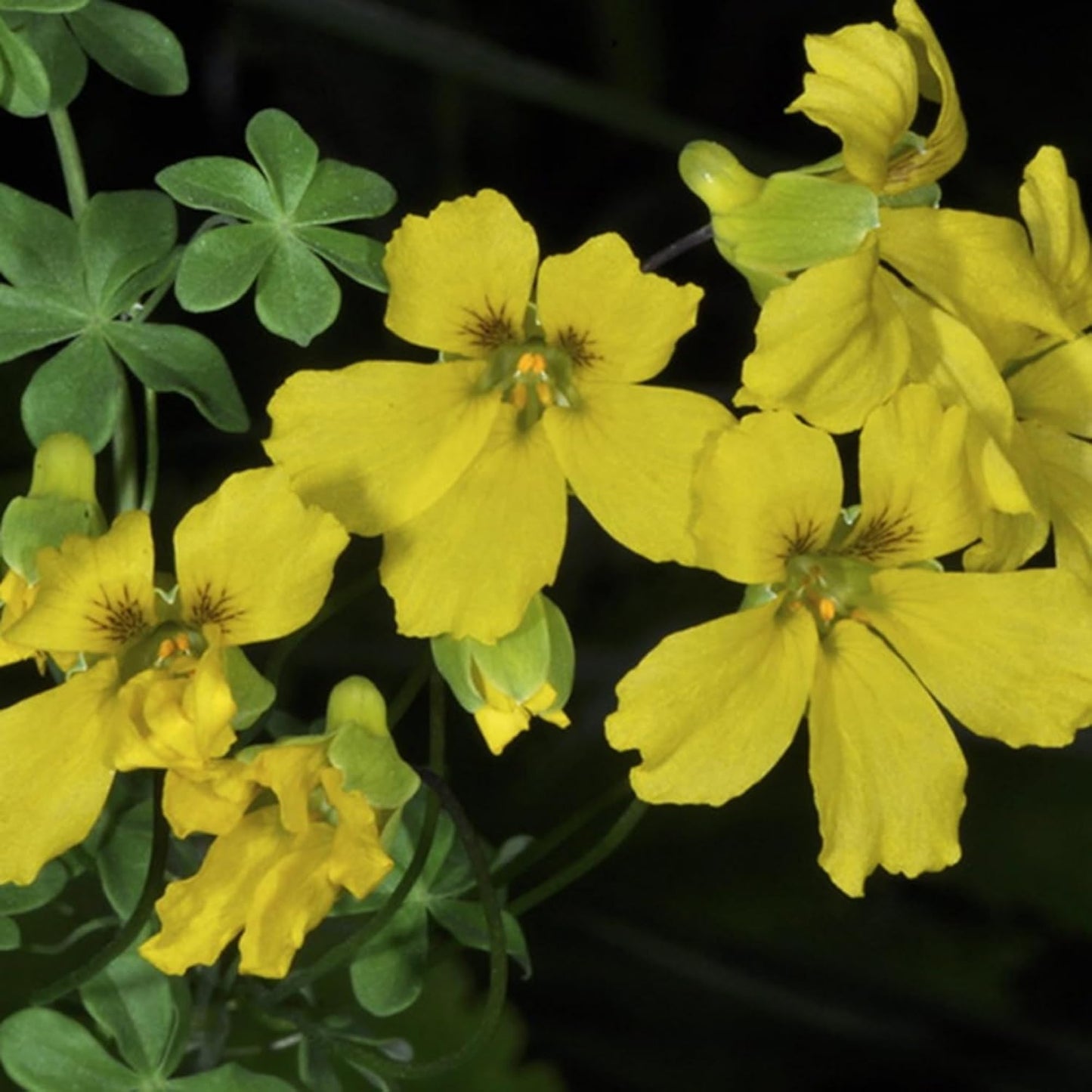 30pcs Nasturtium Seeds Simple to Grow add soft cascading ornamental charm to plain yard and garden landscapes