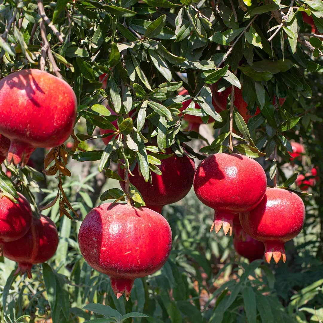 150Pcs Pomegranate Fruit Tree Seeds for Planting Outdoor-Perennial Punica Granatum Seed to Plant Outside Non GMO Juicy Sweet