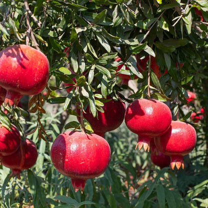 150Pcs Pomegranate Fruit Tree Seeds for Planting Outdoor-Perennial Punica Granatum Seed to Plant Outside Non GMO Juicy Sweet