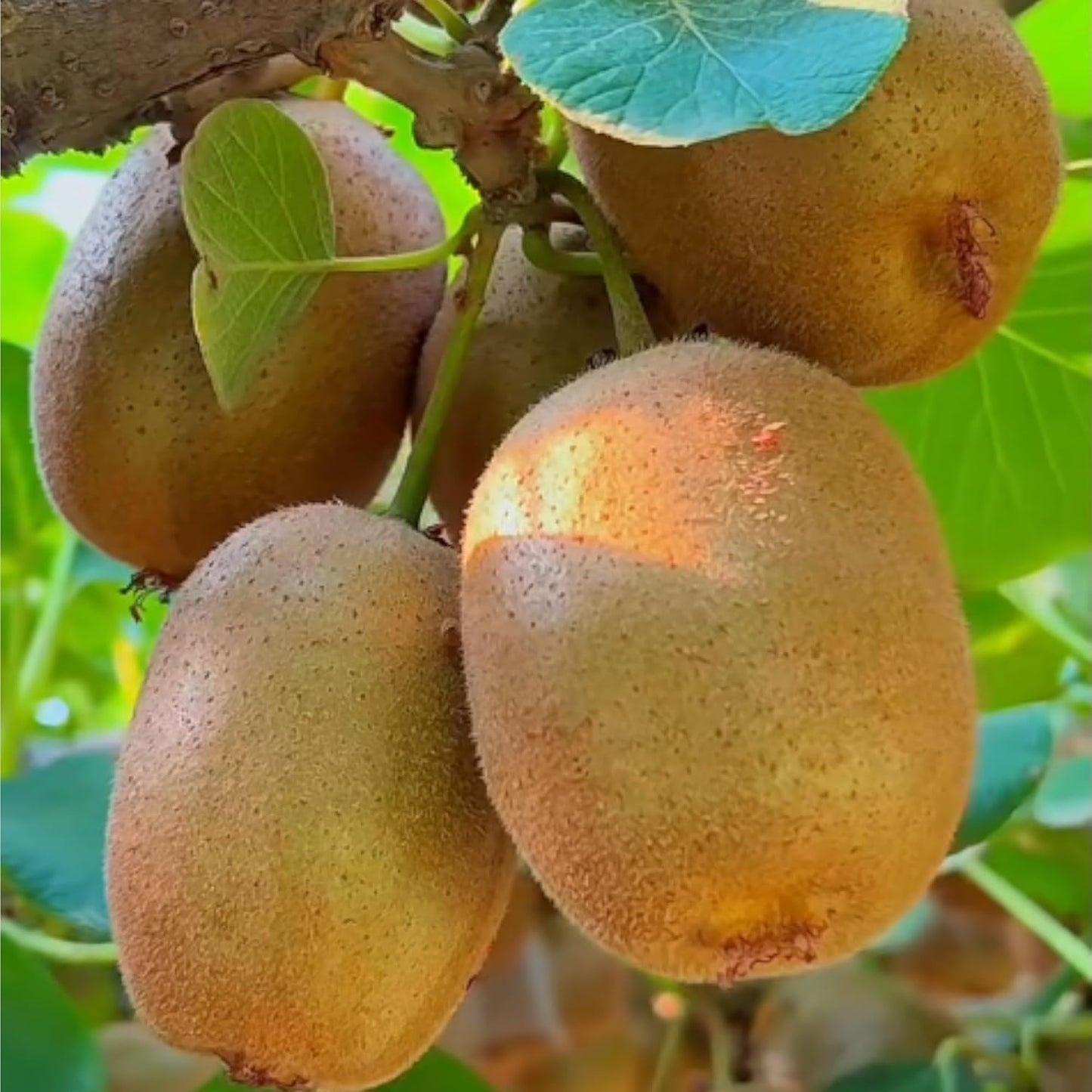 198Pcs Kiwifruit Seeds for Planting – Sweet Fruit Vine for Home Garden