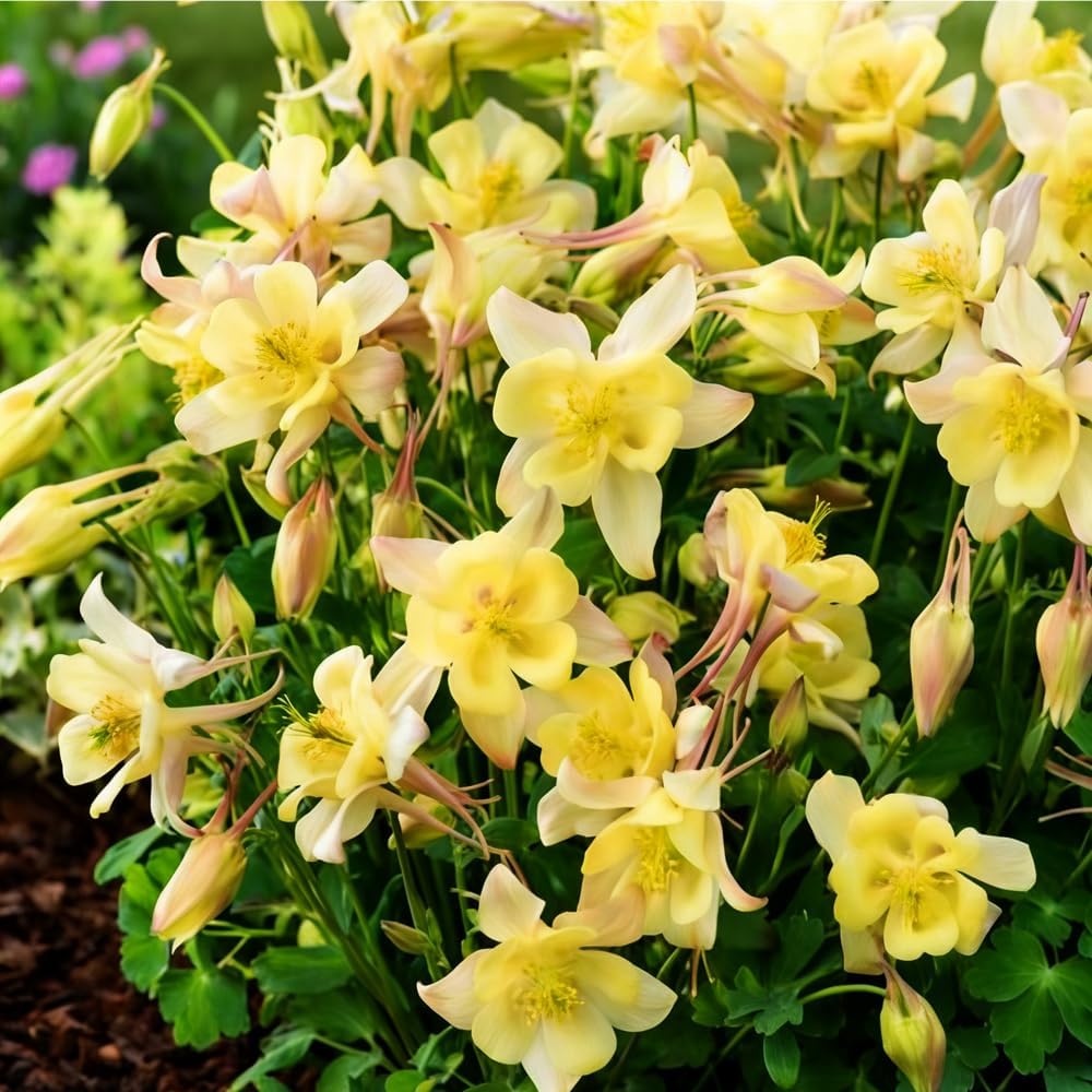 200pcs Yellow Columbine Flower Seeds Non GMO Heirloom, Perennial for Planting Shade & Woodland Gardens Outdoors