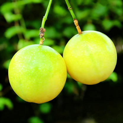96Pcs Passion Fruit Seeds for Planting, Perennial Sweet Passion Seed, Non-GMO Heirloom Passion Fruit Seeds for Home Garden Outdoor