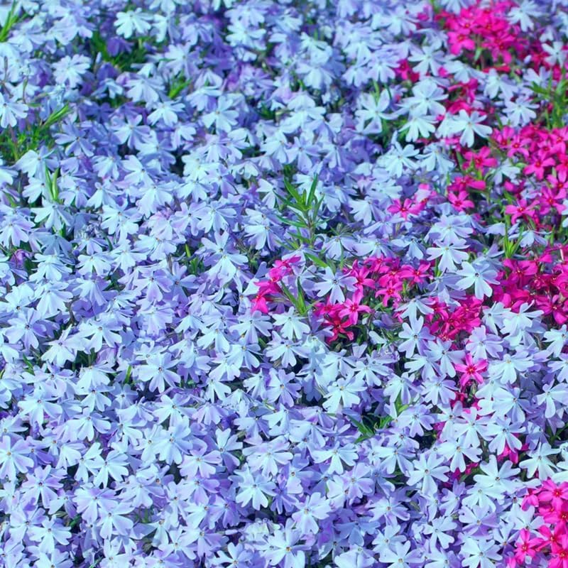 500pcs Creeping Phlox Seeds Friendly for new gardeners grow into full dense foliage mats with attractive seasonal blooming features