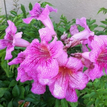 100pcs Trumpet Vine Seeds for Planting - Non GMO Exotic Hummingbird Trumpet Vine Seeds