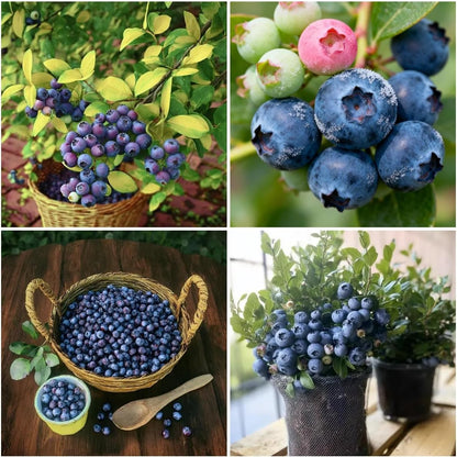 480Pcs Northern Highbush Blueberry Seeds for Planting - Vaccinium corymbosum - Nutritious Edible Fruit Seeds for Home Garden - Non-GMO Perennial