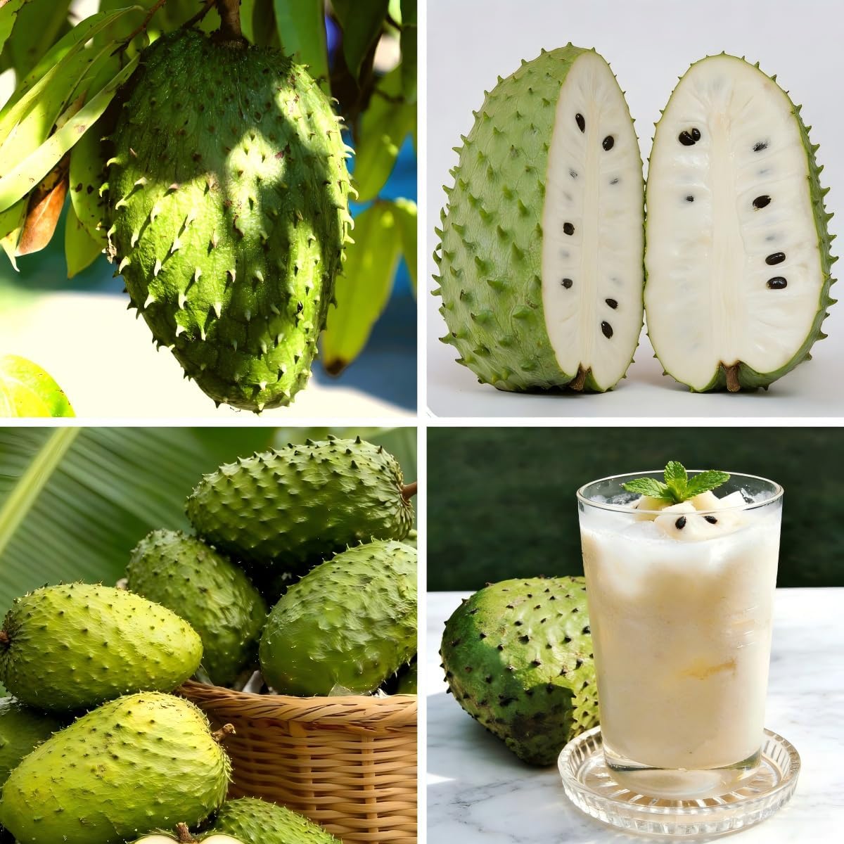 8Pcs Soursop Pawpaw Seeds Hardy Growing Suitable For All Skill Levels Offering Success To New And Experienced Growers