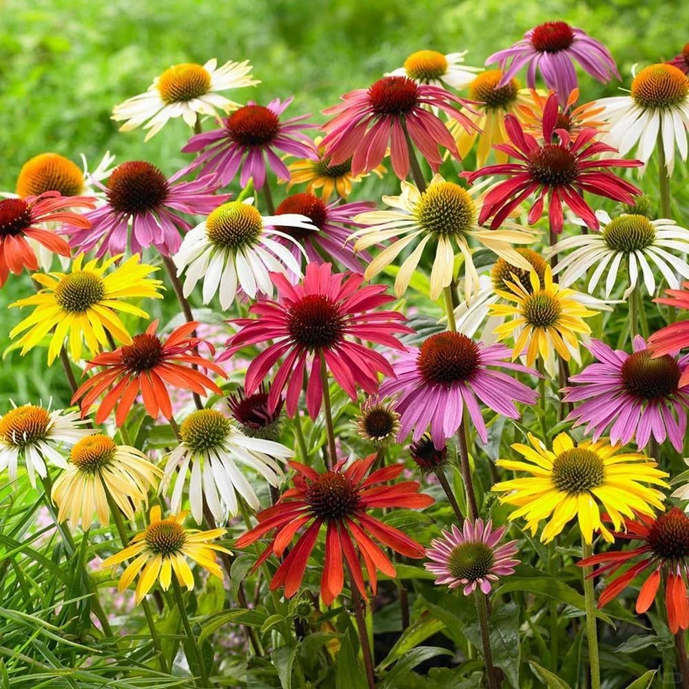 200Pcs Mix Coneflower Seeds, Perennial Cone Flower Seed for Home Garden, Potted Decoration