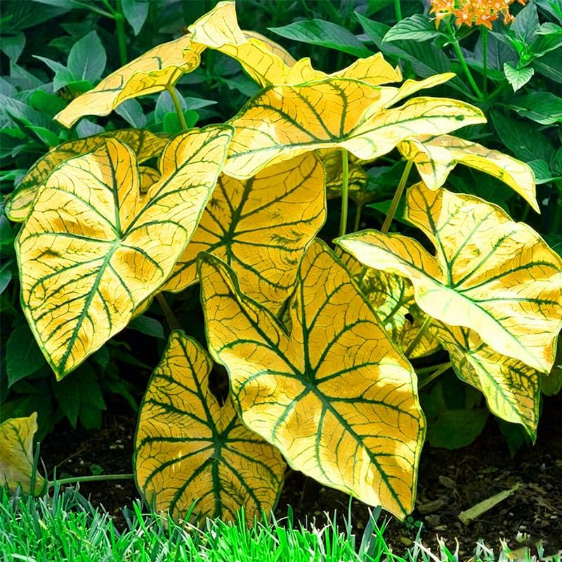 100Pcs Mix Caladium Bicolor Seeds for Planting Shade Loving, Heat Tolerant, Perfect for Containers & Indoor Decor