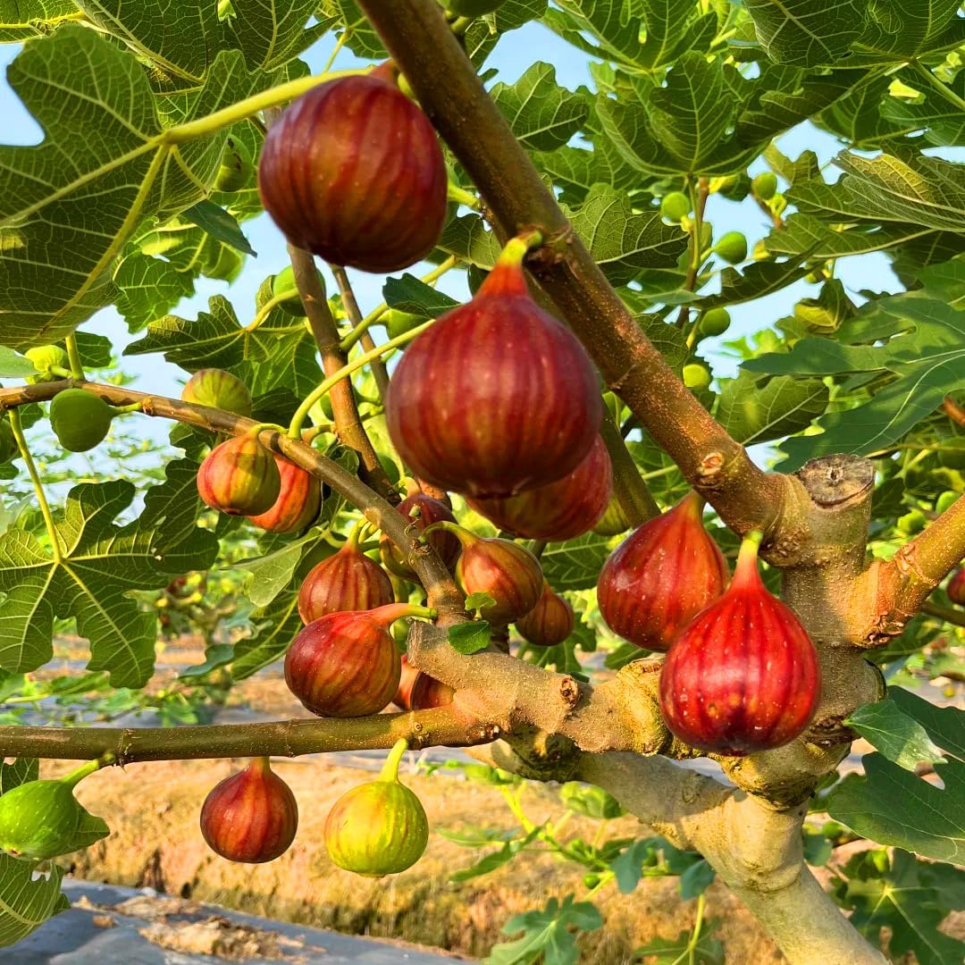 300Pcs Fig Seeds Easy to Establish great for novice yard styling, large corner formation and permanent landscape design