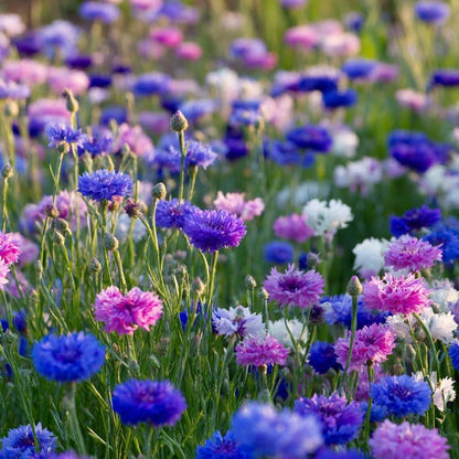 500pcs Cornflower Bachelor Button Seeds Outdoor Colorful Decoration