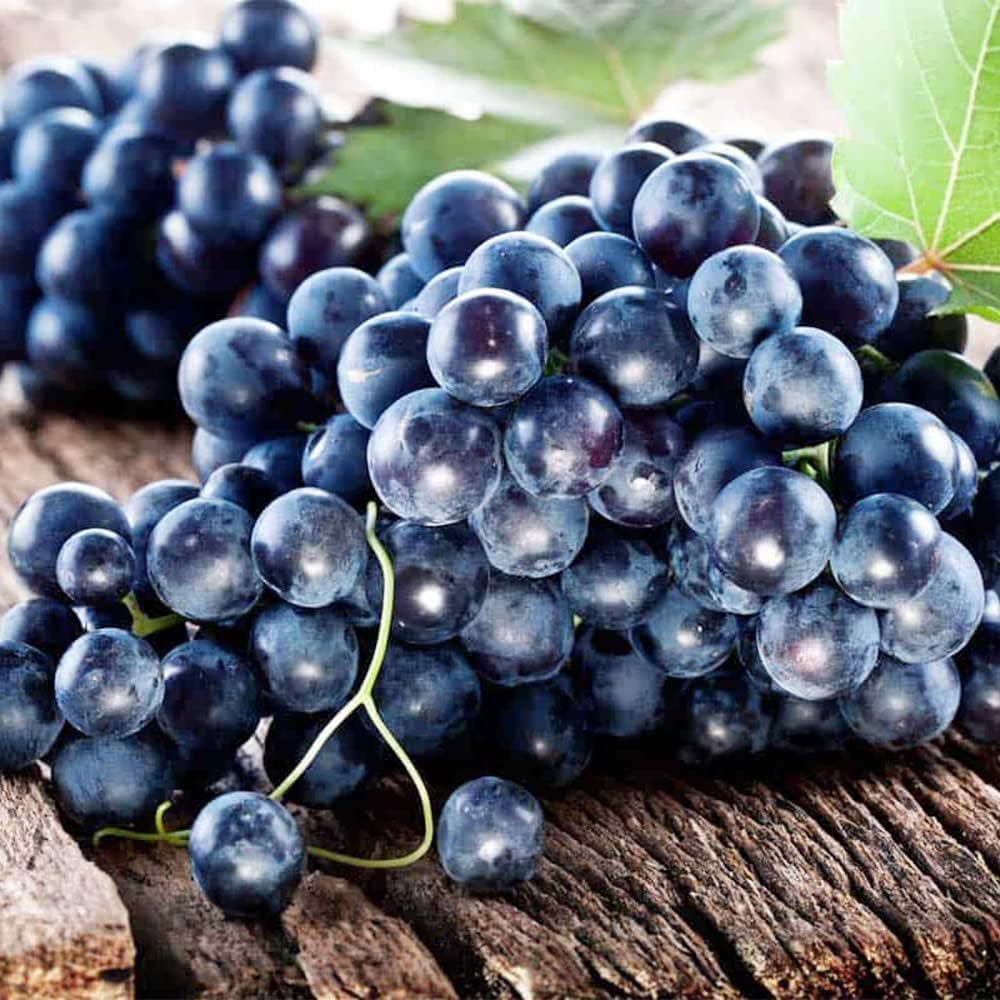 50Pcs Heirloom Purple Grape Vine Seeds for Lush Fruitful Gardens Perfect for Growing Your Own Grapes Seed for Planting