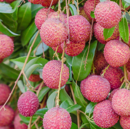7Pcs Lychee Seeds Fit for home planting hold extended long-term growth period for lasting landscape layout value