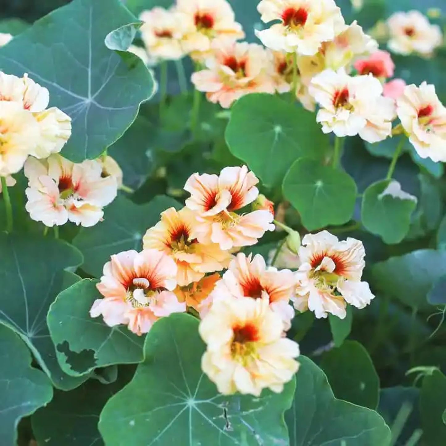 30pcs Nasturtium Seeds Simple to Grow add soft cascading ornamental charm to plain yard and garden landscapes
