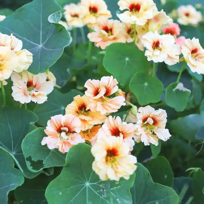 30pcs Nasturtium Seeds Simple to Grow add soft cascading ornamental charm to plain yard and garden landscapes