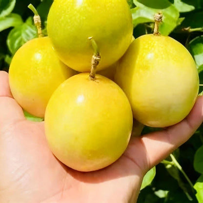 96Pcs Passion Fruit Seeds for Planting, Perennial Sweet Passion Seed, Non-GMO Heirloom Passion Fruit Seeds for Home Garden Outdoor