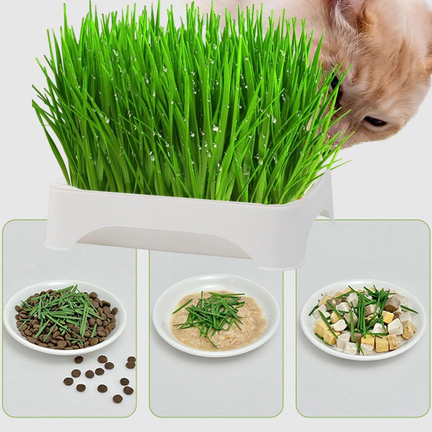 90Pcs Cat Grass Seeds feature quick germination and tender upright foliage growth, well suited for daily household planting and pet space decoration