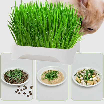 90Pcs Cat Grass Seeds feature quick germination and tender upright foliage growth, well suited for daily household planting and pet space decoration