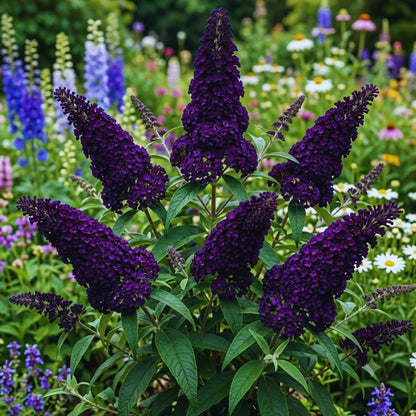 300 Black Purple Butterfly Bush seeds, Fragrant Flowering Garden Plants, Ornamental Flowering Bush, 3–5'' Tall Starter Plant
