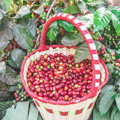 30Pcs Coffee Bean Trees Seeds for Planting Perennial Coffee Seeds Plants, Non-GMO Heirloom Premium Beauty Flowers Plants for Home Garden Outdoors