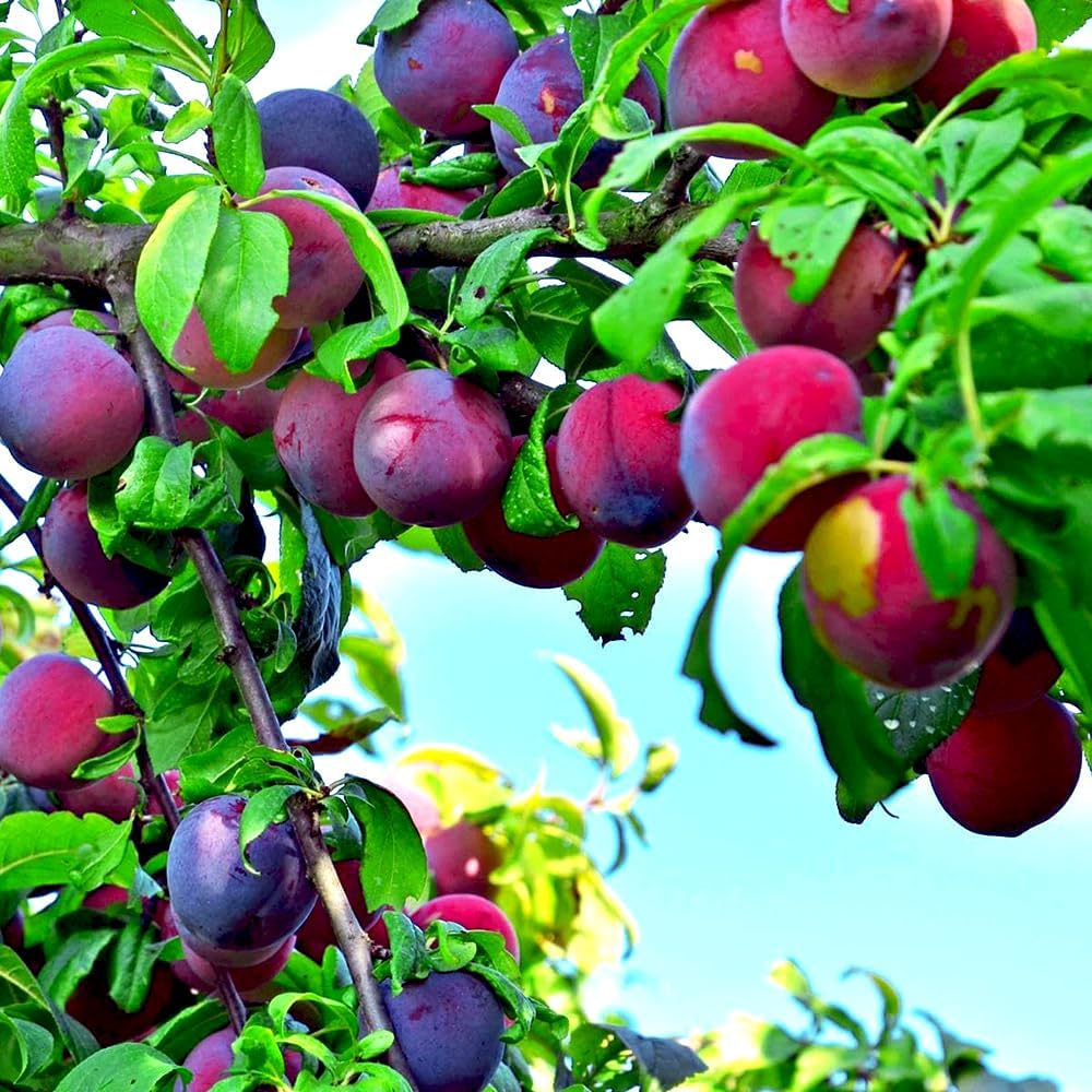 10Pcs Wild Plum Trees Fruit Seeds for Planting Outdoor-Perennial Native Prunus Seeds Non-GMO Heirloom Fruit Trees Seed for Home Outdoor Garden