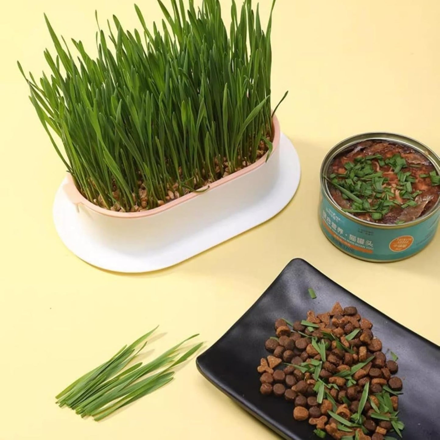 100Pcs Cat Grass Seeds Easy to Sow and Grow great for small containers, desktop planters and household indoor cultivation layout
