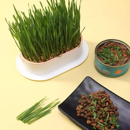 100Pcs Cat Grass Seeds Easy to Sow and Grow great for small containers, desktop planters and household indoor cultivation layout