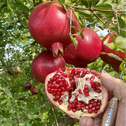 146Pcs Pomegranate Tree Seeds for Planting Easy to Growing for Home Gardens Outdoor